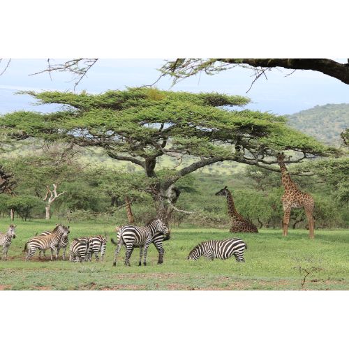 Tanzania 2020: 7 Day Safari