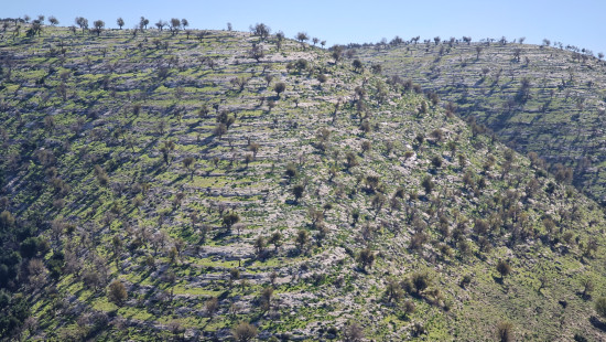 Almond Trail 12 Dec, 2025