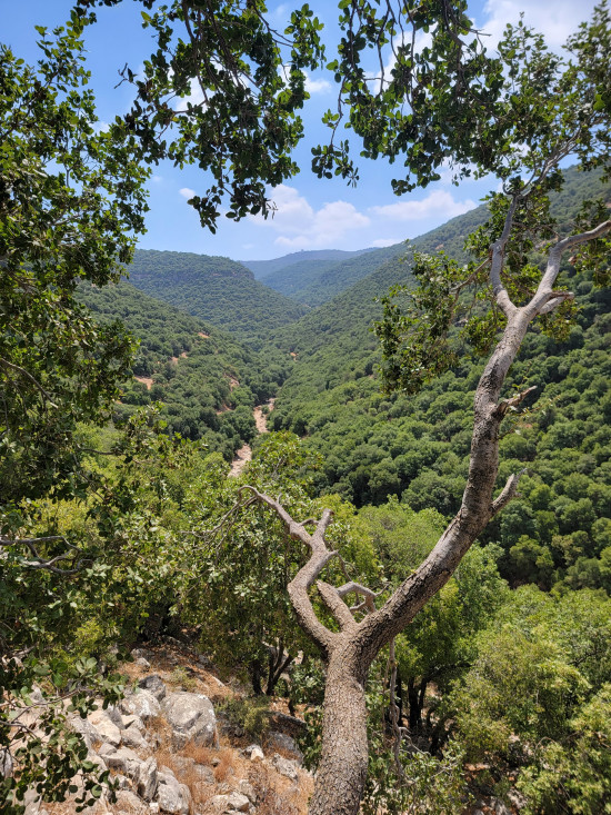 Inbeh Forest Trail 13 March, 2026