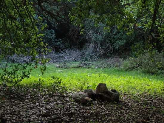 Zubia Forest to Jesus Cave