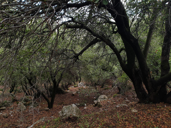 Zubia Forest to Jesus Cave