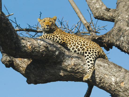Call of the Savannah: Tanzania’s Ultimate Safari Trip 10 Feb, 2026