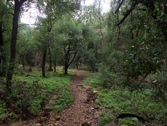Zubia Forest Circuit Trail 24 April, 2026