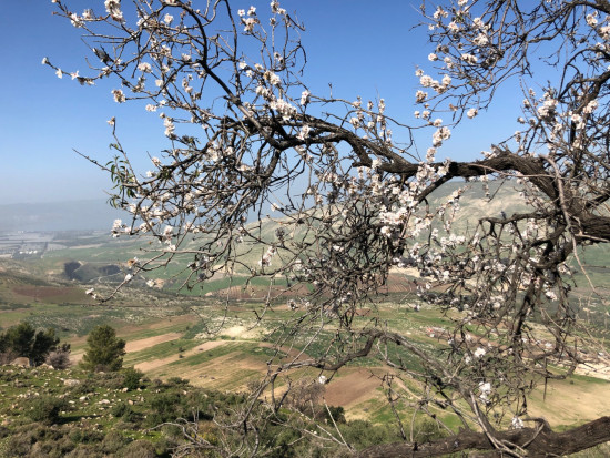 Almond Trail 12 Dec, 2025