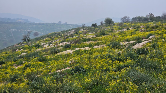 Beit Idis to Pella (Via Wadi Saleh) 18 April, 2026
